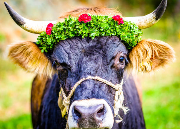 decorated cow for a festive alp returning - photo