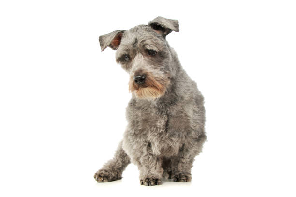 istock Studio shot of an adorable mixed breed dog 1189991663