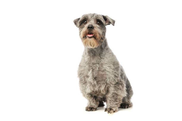 istock Studio shot of an adorable mixed breed dog 1189991670