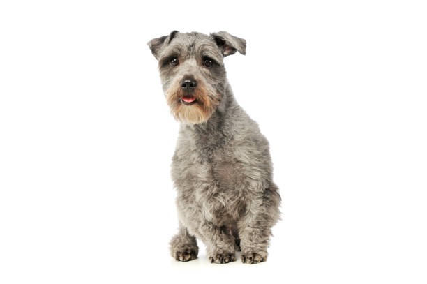 istock Studio shot of an adorable mixed breed dog 1189991696