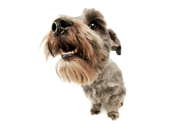 istock Studio shot of an adorable mixed breed dog 1189991713
