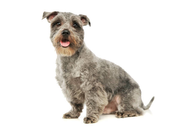 istock Studio shot of an adorable mixed breed dog 1189991721