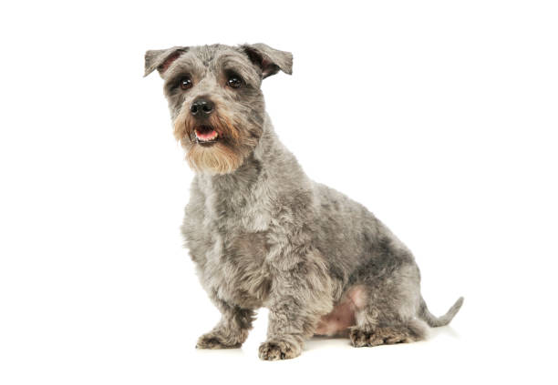 istock Studio shot of an adorable mixed breed dog 1189991728