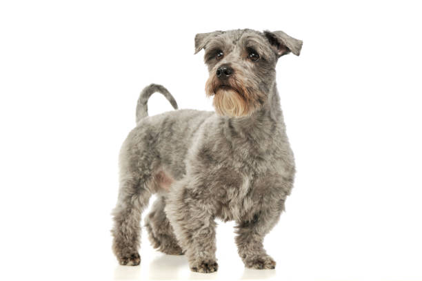 istock Studio shot of an adorable mixed breed dog 1189991729