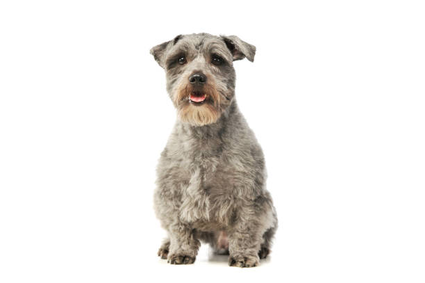 istock Studio shot of an adorable mixed breed dog 1189991748