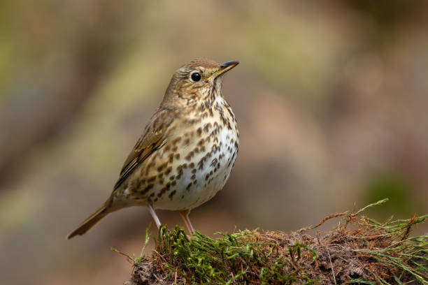 istock Song thrush (Turdus philomelos) sitting on some moss vegetation. 1189991944