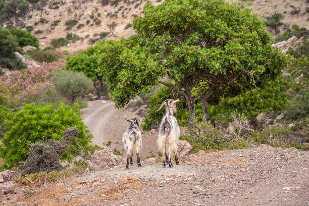 istock Cretan goats kri-kri on a rock in oleander bushes 1189993276