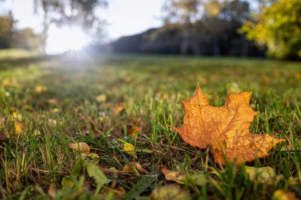 Autumn maple leave on grass closeup. stock photo