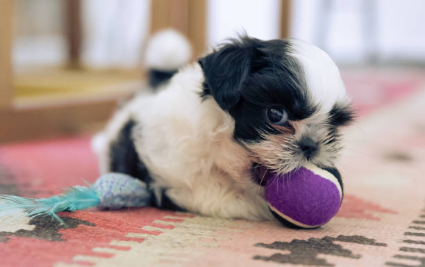 istock Puppy biting little toy 1189993623
