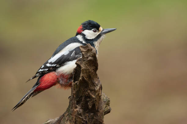 istock Great Spotted Woodpecker on a tree stump. (Dendrocopos major) 1189994392