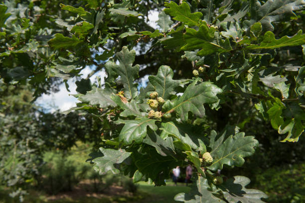 Sessile Oak, Cornish Oak or Durmast Oak Tree (Quercus petraea) stock photo