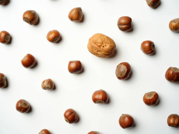 istock Standing out from the crowd concept, rows of Hazelnuts with one Walnut, against white, Overhead view. 1189994523
