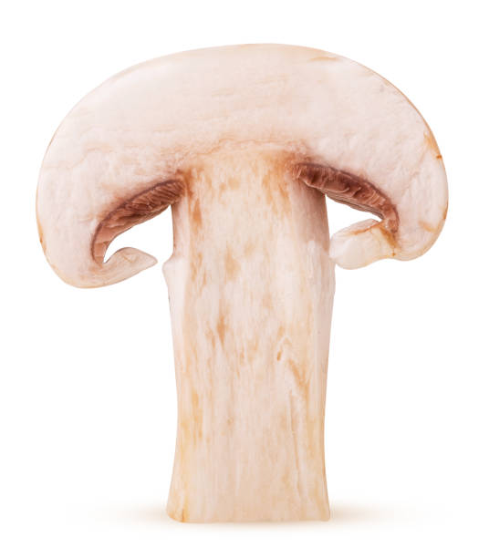 istock Mushroom mushroom cut in half 1189995079