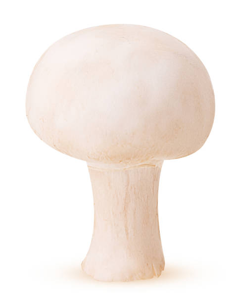 istock Mushroom mushroom 1189995194