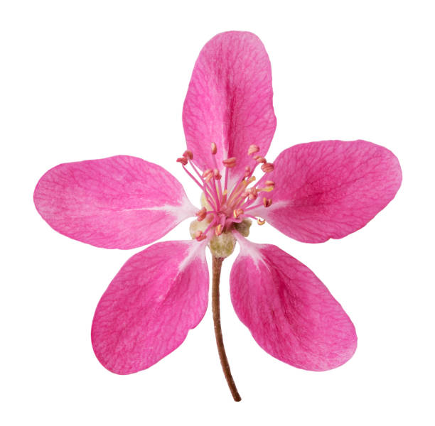 istock Pink flowers - plum blossom 1189995944