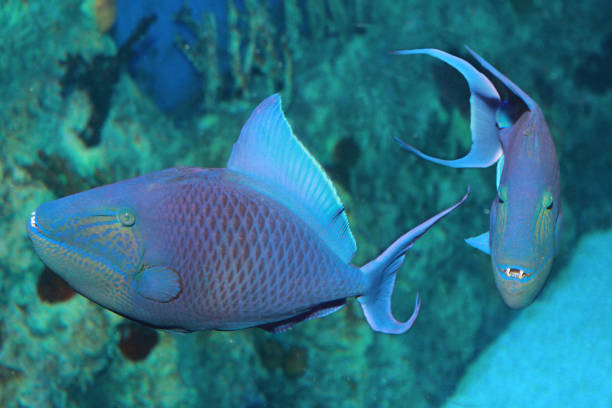 Niger or Red Toothed Triggerfish (Odonus niger) Niger or Red Toothed Triggerfish (Odonus niger) in Aquarium odonus niger stock pictures, royalty-free photos & images