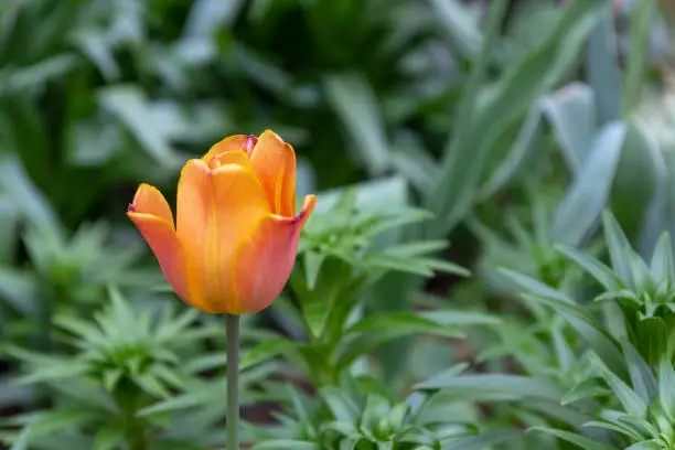 Orange tulip flower against natural green background.