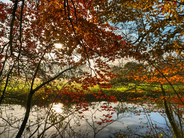 istock autumn at a river in germany 1189997648