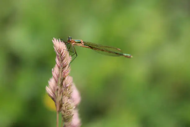 Green dragonfly on straw with blurred green background. Insect in natural environment.