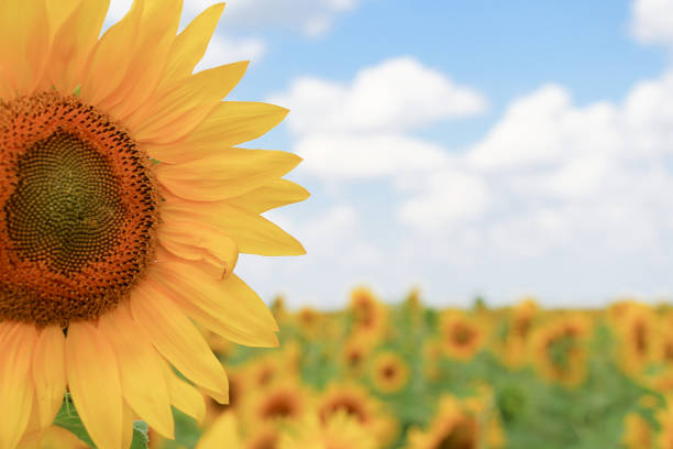 Yellow sunflower and copy space for text