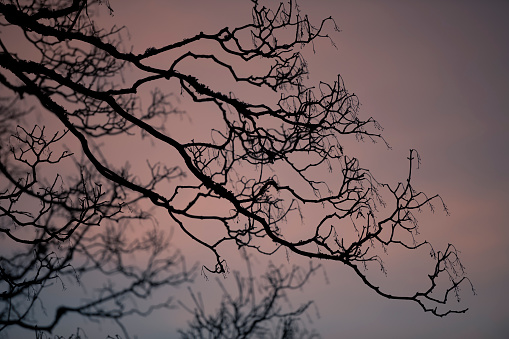 Detail of branches of a bare naked deciduous Acer platanoides maple tree (or Norway maple tree) maple tree at sunrise on a cold morning in winter in Bergen, Norway when the days are short.