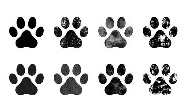 illustrazioni stock, clip art, cartoni animati e icone di tendenza di set di paw print. illustrazione vettoriale - zampa