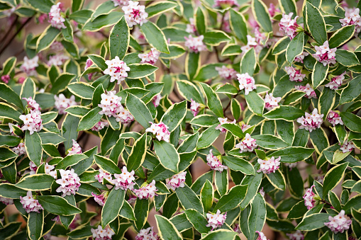 Daphne odora (winter daphne) is a species of flowering plant in the family Thymelaeaceae and is native to China. It is sometimes called Spurge olive, but this name is shared by other plants. It is an evergreen shrub with fragrant, fleshy, pale-pink, tubular flowers. D. odora 'Aureomarginata' has yellow edged leaves, and is hardier and more suitable to cultivation. Shallow depth of field.