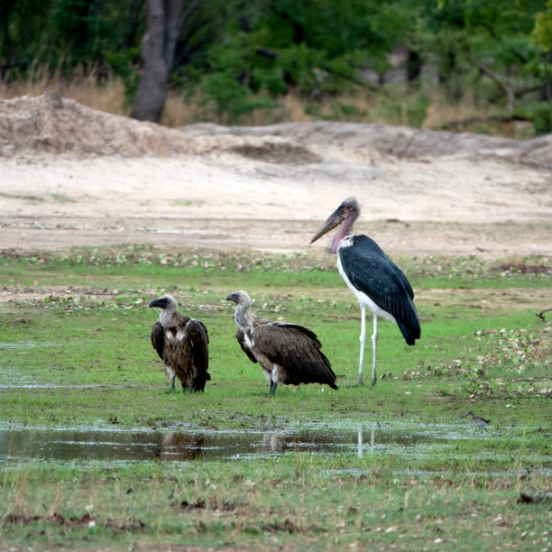 Mosi - Oa - Tunya National Park, Zambia.