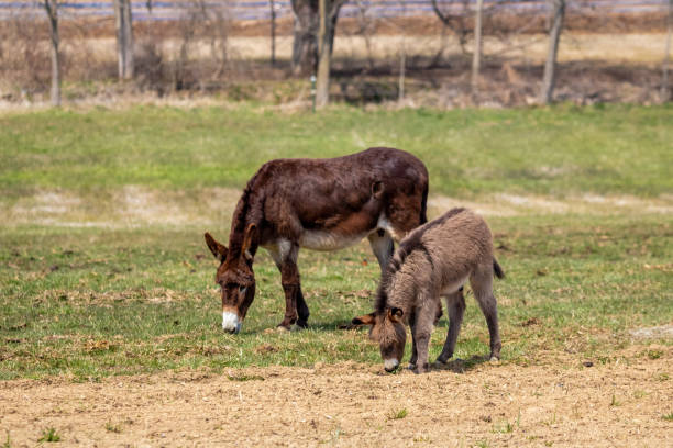 istock Jenny and Foal 1190000533