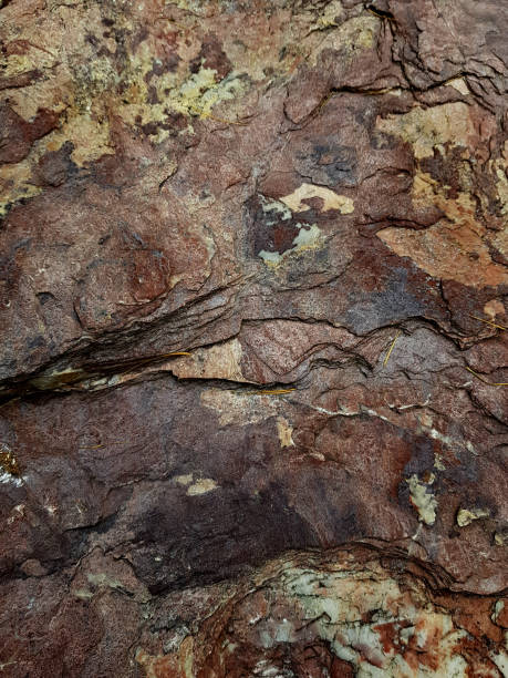 istock Abstract background in the form of textured tree bark. 1190001697