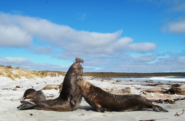 istock Elephant seal fight 1190001812