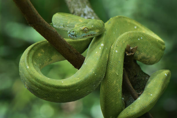 phyton albero verde - green tree python foto e immagini stock