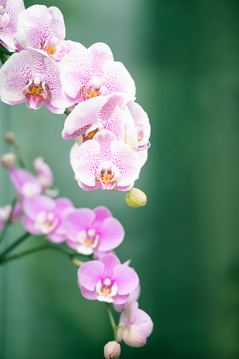 Group of colourful multicoloured flowering orchid plants. Shallow depth of field. Blurred background.