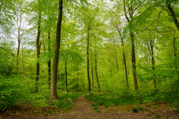 istock Lush green trees in woodland 1190008629