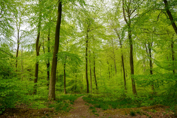 istock Lush green trees in woodland 1190008683