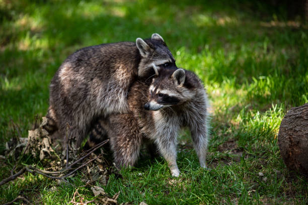 istock View of a pair common raccoons on the meadow 1190010577