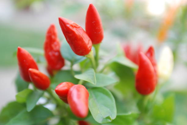 istock Homemade hot peppers planted in a pot. 1190010647