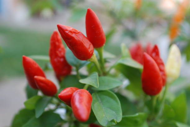 istock Homemade hot peppers planted in a pot. 1190010681