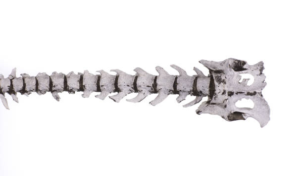 istock spinal skeleton of an animal 1190011909