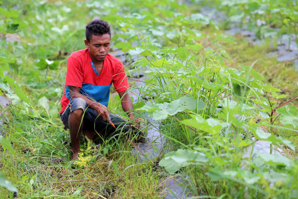 istock Agriculture: Okra Farm in Selangor, Malaysia 1190012375