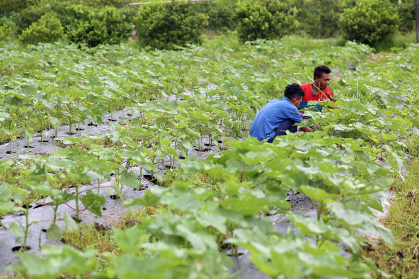 istock Agriculture: Okra Farm in Selangor, Malaysia 1190012515