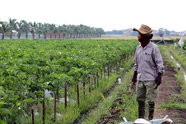 istock Agriculture: Okra Farm in Selangor, Malaysia 1190012610