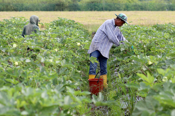 istock Agriculture: Okra Farm in Selangor, Malaysia 1190012633
