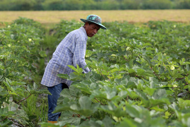 istock Agriculture: Okra Farm in Selangor, Malaysia 1190012635