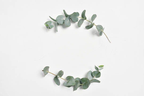 Eucalyptus leaves frame on white background with place for your text. Wreath made of leaf branches. Flat lay, top view Eucalyptus leaves frame on white background with place for your text. Wreath made of leaf branches. Flat lay, top view. eucalyptus tree photos stock pictures, royalty-free photos & images