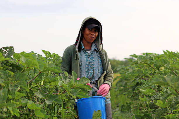 istock Agriculture: Okra Farm in Selangor, Malaysia 1190013274