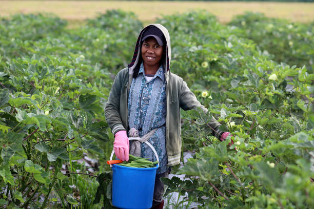 istock Agriculture: Okra Farm in Selangor, Malaysia 1190013392