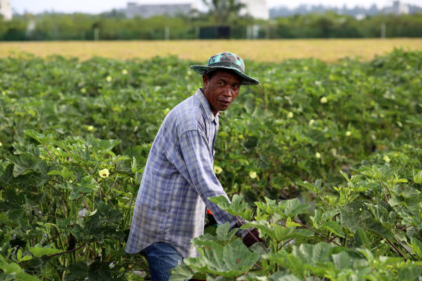 istock Agriculture: Okra Farm in Selangor, Malaysia 1190013394