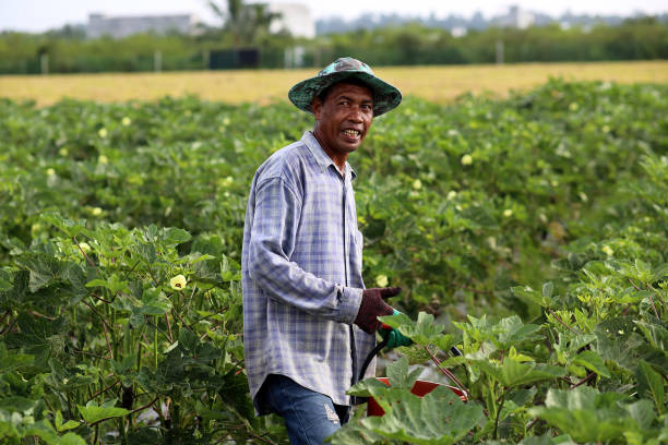 istock Agriculture: Okra Farm in Selangor, Malaysia 1190013396