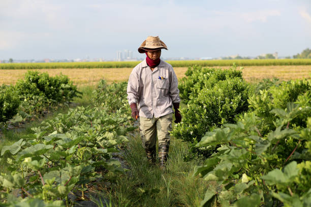 istock Agriculture: Okra Farm in Selangor, Malaysia 1190013457